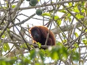 Colombiaanse Rooi Skreeuapie (Alouatta seniculus), 3 of 3