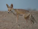 Rooibos (Vulpes vulpes), 5 of 11