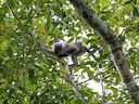 Witdy-surili (Presbytis siamensis), 2 of 4