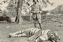 Champawat tigress story. Man-eating tiger that killed 436 people Real Photo: 1911 Nepal, Jim Corbett
In the early 1900s, the remote foothills near the Nepalese Himalaya Champawat tigress story. Man-eating tiger that killed 436 people Real Photo: 1911 Nepal, Jim Corbett
In the early 1900s, the remote foothills near the Nepalese Himalaya