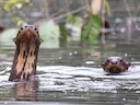 Reuseotters (Pteronura brasiliensis), 4 of 6