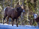 Bighoornskape (Kanadese bighoornskape) (Ovis canadensis canadensis), 2 of 3