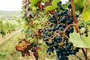 Puglia: cinghiali e pappagalli verdi devastano i raccolti di ciliegie, fichi, uva e melagrane

Emergenza agricoltura in Puglia: cinghiali e pappagalli verdi stanno distru