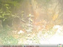 Aseiese swartbeer (Ursus thibetanus), 7 of 8