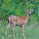 Deer Hunting Incident Near Cirencester Prompts Police Appeal After Young Deer Flee Onto Road

Police in Gloucestershire are appealing for witnesses after a reported deer 