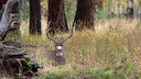 Wyoming reduces number of mule deer and antelope tags
There will be fewer tags for Wyoming mule deer and antelope this year. The Wyoming Game and Fish Department (WGFD) d Wyoming reduces number of mule deer and antelope tags
There will be fewer tags for Wyoming mule deer and antelope this year. The Wyoming Game and Fish Department (WGFD) d