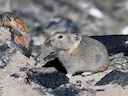 Dauriese pika (Ochotona daurica), 3 of 3