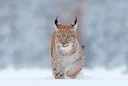 Lynx Hunt 2026 in Sweden: Gävleborg Approves Cull of 20 Lynxes Starting March 1st 

Gävleborg's 2026 lynx hunt is confirmed! Authorities authorize culling of 20 Eurasian 