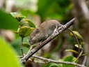 Polinesiese rot (Rattus exulans), 2 of 5