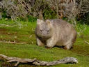 Kaalkaak-wombat (Vombatus ursinus), 2 of 6