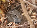 Mexikaanse wingerdkonyn (Sylvilagus cunicularius), 3 of 4