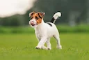 Historie Jack Russell teriéra začala v roce 1818 v Anglii, kdy kněz jménem John Russell (Jack) koupil fenu jménem "Trump" od místního mlékaře. Byla bílá s červenými skvrn Historie Jack Russell teriéra začala v roce 1818 v Anglii, kdy kněz jménem John Russell (Jack) koupil fenu jménem "Trump" od místního mlékaře. Byla bílá s červenými skvrn
