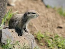 Townsend se grondseekatjie (Urocitellus townsendii), 2 of 4
