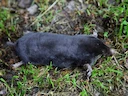 Altai-aardvark Altai-aardvark