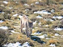 Puma (Bergleeu)