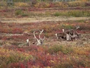 Reënbeer (Rangifer tarandus), 4 of 10