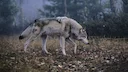 Six Washington wolves were poisoned

Six wolves are dead after ingesting poison and the Washington Department of Fish and Wildlife (WDFW) is offering over $51,000 in rewa