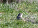 Washington-grondseekat (Urocitellus washingtoni), 2 of 4
