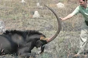 Hunting in Benguela, Angola: Landscapes, Game Species, Types of Hunting, Seasons, Clubs and Local Laws

The Benguela region in Angola offers a unique hunting experience, 
