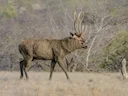 Indiese sambar (Rusa unicolor), 11 of 11