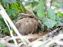 Grys bamboesrot (Rhizomys pruinosus), 2 of 2