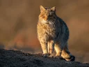 Europese wildekats (Felis silvestris), 3 of 3