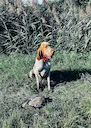 The Bracco Italiano: A Hunter's Guide to Italy's Elegant Pointing Breed

For those of us who appreciate a hunting dog with both style and substance, the Bracco Italiano s