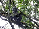 Java-lutung