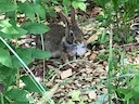 Oosterse katoenstertkonyn (Sylvilagus floridanus), 3 of 3