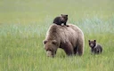 Sweden Announces Annual Hunt: 20% of Brown Bear Population to Be Culled for Population Control

Swedish authorities confirm the annual brown bear hunting quota, planning 