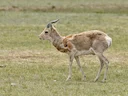 Przewalski-se gazelle (Procapra przewalskii), 3 of 5