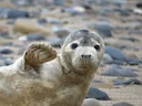 Grysseehond (Halichoerus grypus), 3 of 12