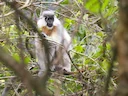 Kaplangur (Trachypithecus pileatus), 3 of 6