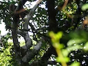 Hoogland-mangabey (Rungwecebus kipunji), 3 of 3