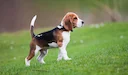 Beagle er en jagthunderace udviklet i Storbritannien. Middel i størrelse, ligner rævehundens udseende, men mindre, med kortere ben og længere, blødere ører.