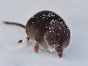 Algemene spitssiek (Sorex araneus), 4 of 4