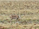 Saiga (Mongoliese saiga)