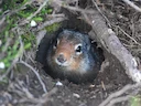 Columbia-grondvark (Urocitellus columbianus), 2 of 4