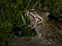 Viskatt (Prionailurus viverrinus), 3 of 3