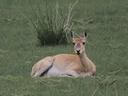 Przewalski-se gazelle