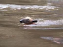 Suidelike tamandua (Tamandua tetradactyla), 5 of 5