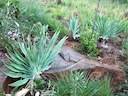 World’s Oldest Poisoned Arrows Unearthed in South Africa

Archaeologists working at the Umhlatuzana Rock Shelter in KwaZulu-Natal, South Africa, have identified traces of
