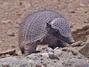 Dwerghulpskildpad (Zaedyus pichiy), 3 of 7