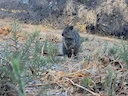 Kortstert-wallaby (Setonix brachyurus), 3 of 3