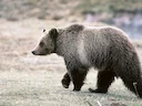 Swartbeer (Amerikaanse swartbeer) (Ursus americanus emmonsii), 2 of 3
