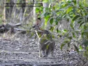 Black-striped Wallaby (Notamacropus dorsalis), 3 of 5
