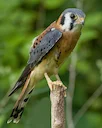 https://nas-national-prod.s3.amazonaws.com/a1_7042_6_peregrine-falcon_ann_pacheco_adult.jpg