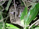 Roesgevlekte kat (Prionailurus rubiginosus), 2 of 3