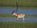 Przewalski-se gazelle (Procapra przewalskii), 2 of 5