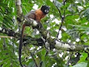 Goudmanteltamaryn (Saguinus tripartitus), 3 of 6